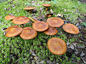 Mushrooms on moss, Kouchibouguac National Park, New Brunswick, Canada