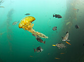 Blue Rockfish (Sebastes mystinus) school predating Pacific Sea Nettle (Chrysaora fuscescens), Monterey Bay, California
