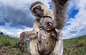 Black-faced Vervet Monkey (Cercopithecus aethiops) curious mother and baby, Masai Mara, Kenya