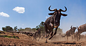 Blue Wildebeest (Connochaetes taurinus) herd running, Masai Mara, Kenya