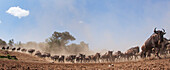 Blue Wildebeest (Connochaetes taurinus) herd running, Masai Mara, Kenya