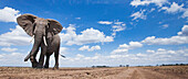 African Elephant (Loxodonta africana) bull in defensive posture in plain, Masai Mara, Kenya