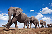 African Elephant (Loxodonta africana) herd in plain, Masai Mara, Kenya