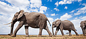 African Elephant (Loxodonta africana) trio in plain, Masai Mara, Kenya