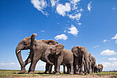 African Elephant (Loxodonta africana) herd in plain, Masai Mara, Kenya