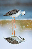 Black-winged Stilt (Himantopus himantopus) juvenile, Lake Neusiedl, Austria