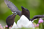 Razorbill (Alca torda) pair courting, Saltee Island, Ireland