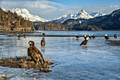 Bald Eagle (Haliaeetus leucocephalus) group on ice, Kachemak Bay, Alaska
