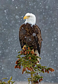 Bald Eagle (Haliaeetus leucocephalus) in snowfall, Alaska