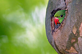 Rose-ringed Parakeet (Psittacula krameri) chick in nest cavity, Baden-Wurttemberg, Germany