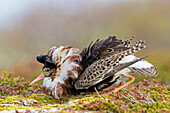 Ruff (Philomachus pugnax) male displaying at lek, Finnmark, Norway