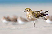 Golden Plover (Pluvialis apricaria) stretching on beach, Schleswig-Holstein, Germany