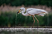 Great Egret (Ardea alba) with fish prey, Hungary