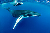 Humpback Whale (Megaptera novaeangliae) mother and calf, Vavau, Tonga