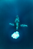 Humpback Whale (Megaptera novaeangliae) blowing bubbles to communicate, Vavau, Tonga