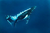 Humpback Whale (Megaptera novaeangliae) blowing bubbles to communicate, Vavau, Tonga