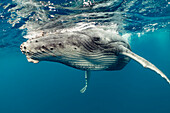 Humpback Whale (Megaptera novaeangliae) calf, Vavau, Tonga