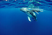 Humpback Whale (Megaptera novaeangliae) mother and calf, Vavau, Tonga