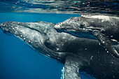 Humpback Whale (Megaptera novaeangliae) mother and calf, Vavau, Tonga