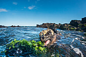Marine Iguana (Amblyrhynchus cristatus) grazing on algae, Academy Bay, Santa Cruz Island, Galapagos Islands, Ecuador