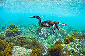 Flightless Cormorant (Phalacrocorax harrisi) foraging, Cape Douglas, Fernandina Island, Galapagos Islands, Ecuador