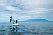 Bottlenose Dolphin (Tursiops truncatus) trio leaping, Urvina Bay, Isabela Island, Galapagos Islands, Ecuador
