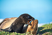 Galapagos Sea Lion (Zalophus wollebaeki) pup biting mother, Mosquera Island, Galapagos Islands, Ecuador