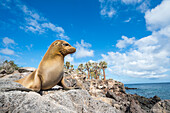 Galapagos Sea Lion (Zalophus wollebaeki) on coast, Santa Fe Island, Galapagos Islands, Ecuador