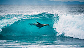 Galapagos Sea Lion (Zalophus wollebaeki) surfing wave, Punta Espinosa, Fernandina Island, Galapagos Islands, Ecuador