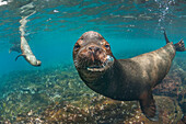 Galapagos Sea Lion (Zalophus wollebaeki) trio in water, Champion Islet, Floreana Island, Galapagos Islands, Ecuador