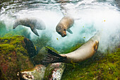 Galapagos Sea Lion (Zalophus wollebaeki) trio playing in water, Santa Fe Island, Galapagos Islands, Ecuador