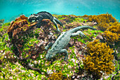 Marine Iguana (Amblyrhynchus cristatus) pair grazing on algae, Cape Douglas, Fernandina Island, Galapagos Islands, Ecuador