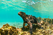 Marine Iguana (Amblyrhynchus cristatus) in water, Sullivan Bay, Santiago Island, Galapagos Islands, Ecuador