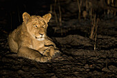 African Lion (Panthera leo) cub at night, Kafue National Park, Zambia