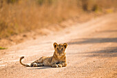 African Lion (Panthera leo) six month old male cub on road, Kafue National Park, Zambia