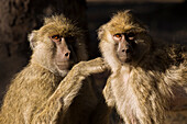 Yellow Baboon (Papio cynocephalus) pair grooming, Kafue National Park, Zambia