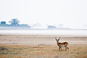 Lechwe (Kobus leche) male in floodplain, Busanga Plains, Kafue National Park, Zambia