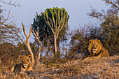 African Lion (Panthera leo) six year old male and eight year old female near Naboom (Euphorbia ingens) tree, Kafue National Park, Zambia