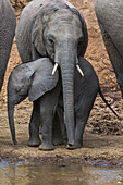 African Elephant (Loxodonta africana) juvenile protecting calf, Masai Mara, Kenya