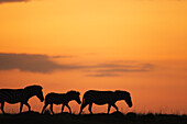 Burchell's Zebra (Equus burchellii) trio at sunrise, Masai Mara, Kenya