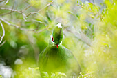 Knysna Turaco (Tauraco corythaix), Garden Route National Park, Western Cape, South Africa