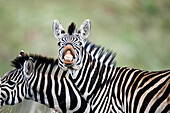 Burchell's Zebra (Equus burchellii) flehming, Itala Game Reserve, KwaZulu-Natal, South Africa