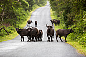 Cape Buffalo (Syncerus caffer) herd on road, iSimangaliso Wetland Park, KwaZulu-Natal, South Africa