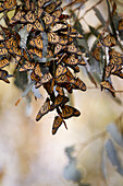 Monarch (Danaus plexippus) group wintering, Pismo Beach, California