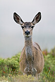 Mule Deer (Odocoileus hemionus) doe, Marin Headlands, California