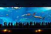 Whale Shark (Rhincodon typus) trio in aquarium with visitors, Okinawa Churaumi Aquarium, Japan