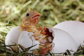 Domestic Chicken (Gallus domesticus) chick hatching, Cuxhaven, Lower Saxony, Germany. Sequence 5 of 5