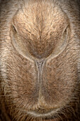 Bactrian Camel (Camelus bactrianus) nose, Gobi Desert, Mongolia