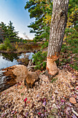 American Beaver (Castor canadensis) chewed trees, Acadia National Park, Maine