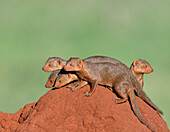 Dwarf Mongoose (Helogale parvula) group on termite mound, Tsavo East National Park, Kenya